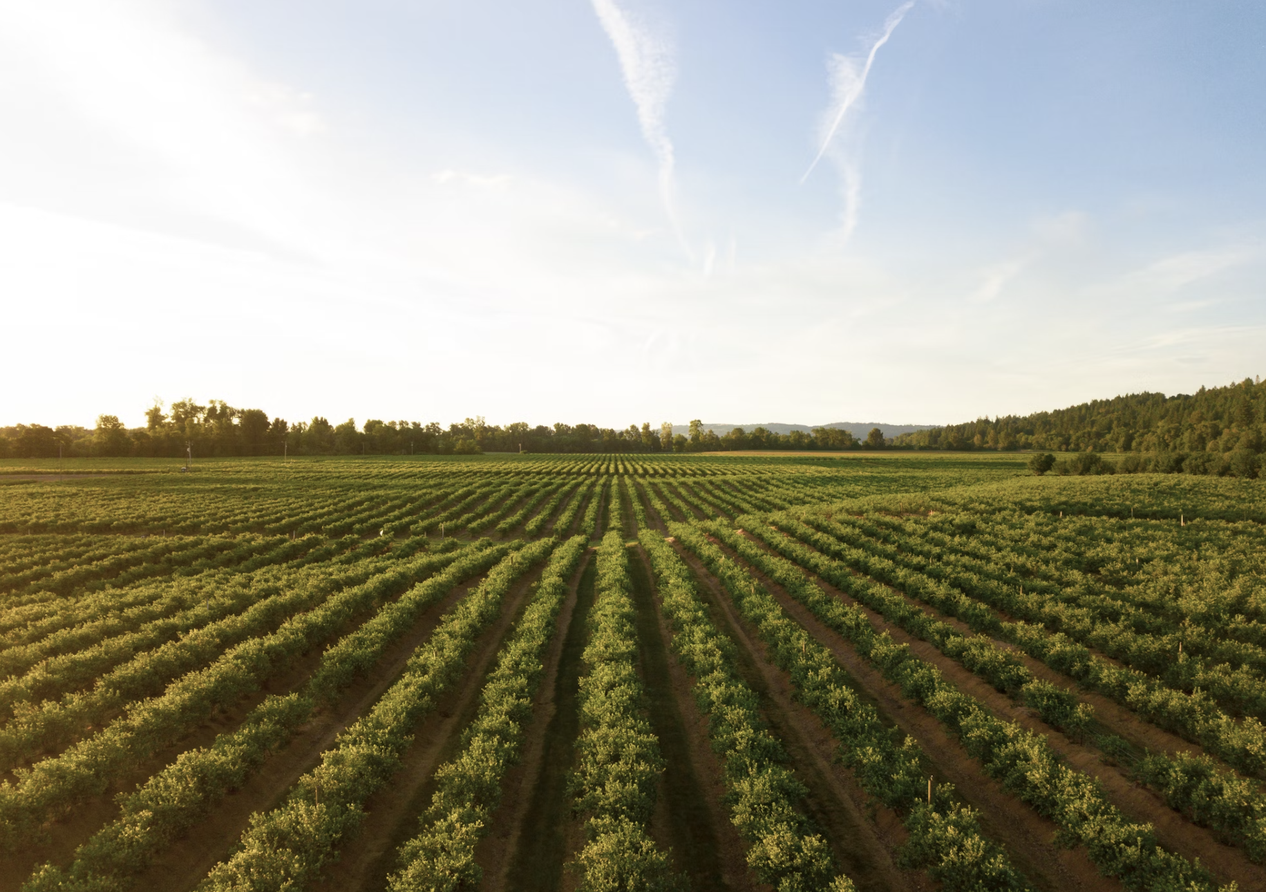Sweet Potato Agricultural Analytics